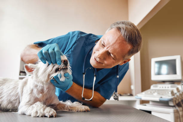 Best Emergency Treatment for Toothache in Garberville, CA